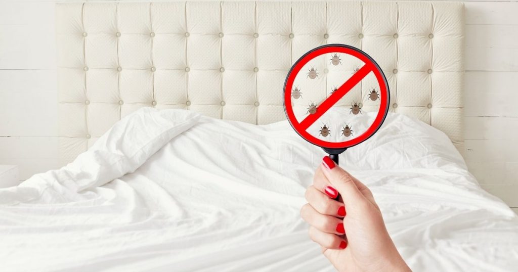 Effective methods for bed bug control in Singapore